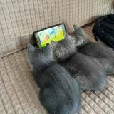 пгт Пацючкино