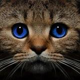 Fluffik Blog