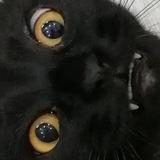 Пиздим мемы с двача