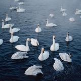swan lake