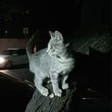 Кошка злая