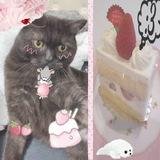 сэм мияявка🐾🍰