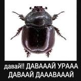 фан клуб ромы желудя