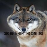 Ауф и Вуф