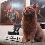 Включённое смотрение