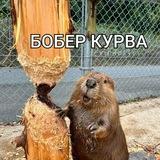Бобровые схватки