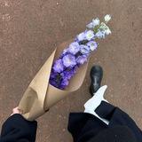 птичьи письма