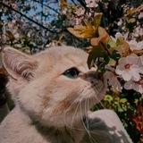 Кот нюхает цветы