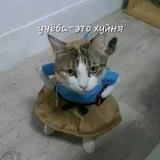 История выживания корейца в России 러시아 생존기