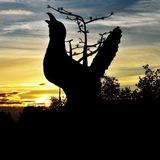Сосногорск