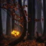 Северный огонь/Northern fire 🌌