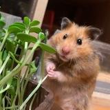 Хомякополис 🐹