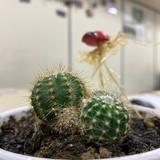 Любимый кактус Михалыча🌵