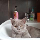 фан клуб симки🩶🐱