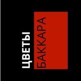 Баккара - Цветы оптом