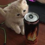 Саша Ака (не)Вилма
