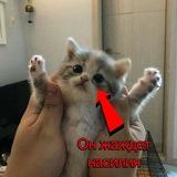 Щитпост Али | Онлифанс Али
