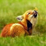 Коробочка..?