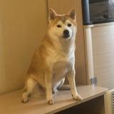Тихий нос