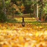 Новотушинский кот 😺