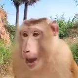 монке фэмили пон