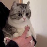 Коты без наушников