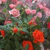 Многодетная семья в деревушке.