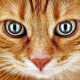 Котики кошки котята