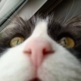 КотоМемасы