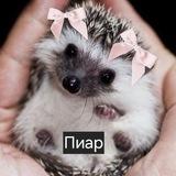 пиар чаты | каналы