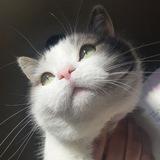 Кот Федул 😼