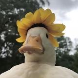 летс гет дакс