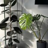 House of plants 🪴 Дом растений