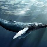 🐋 Russian whales | Road to $100 million