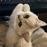 Фаннимания