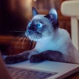 СМЕШНЫЕ КОТЫ И ДРУГИЕ ЖИВОТНЫЕ
