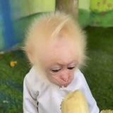 🍃Пон/вахуи и обезьянки🐍