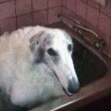 Кортне повелитель вялых писюноф