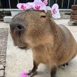 capy life