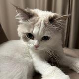milky