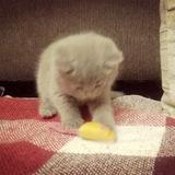 King size и котики