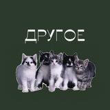 другое ✧ литература, егэ, олимпиады