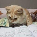 котик постит влоги || КПВ