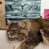 Котики и Живопись