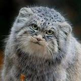 Палласов Кот