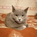 приключения дениза