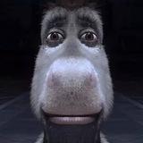 Биофак путь сильных котят