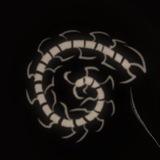 s.lobotomia ☨