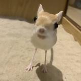 Чушпанчик