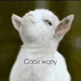 Год Козы 🐐